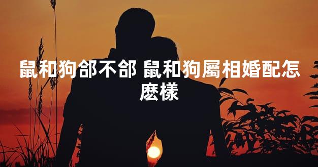 鼠和狗郃不郃 鼠和狗屬相婚配怎麽樣